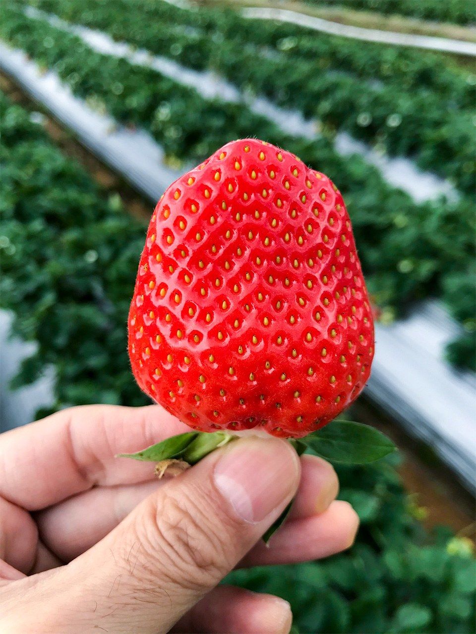 周美琴女士栽培的大湖草莓