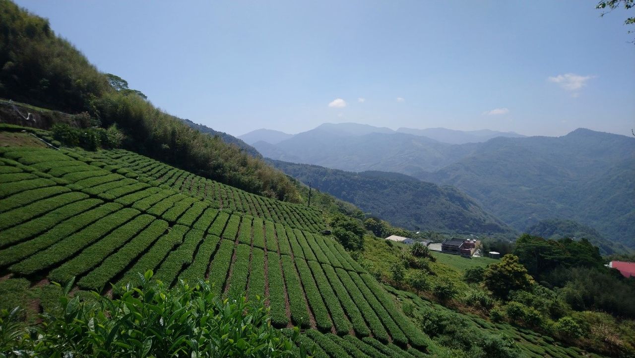 樂野村裡有許多茶園(筆者攝影)