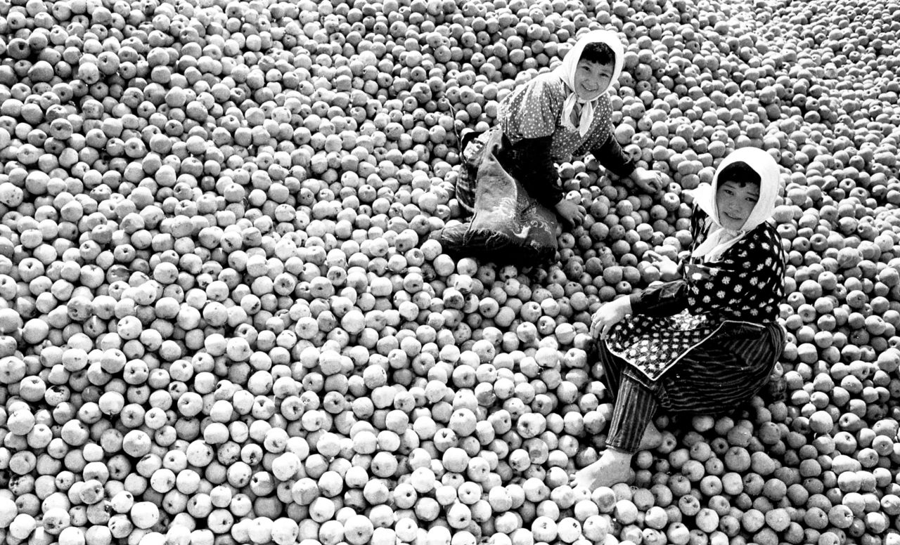 工藤正市先生，於1950～1962的青森縣時拍攝的照片。徜徉在蘋果地毯中的收穫女工們。@shoichi_kudo_aomori