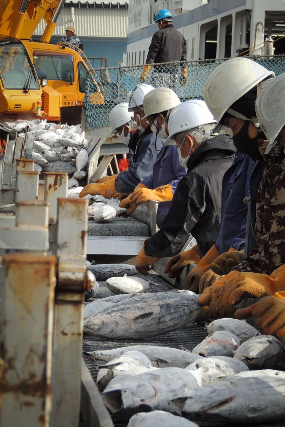 燒津漁港鰹魚卸貨的情景。部分職員的不法行為使整個漁港都受到了打擊（筆者攝影）