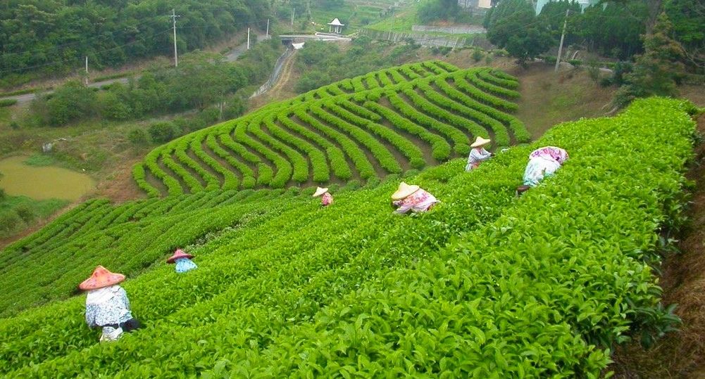 目前在臺灣的紅茶栽培的情景（筆者攝影）