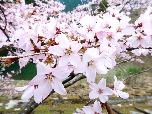 大島櫻花。又大又白的花瓣很醒目。（筆者拍攝）