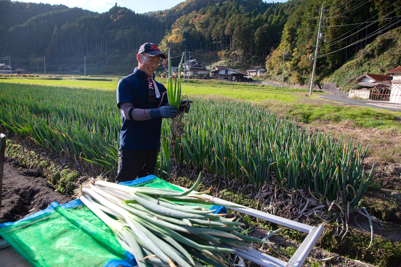 高田在整齊而美麗的田地中收割青蔥