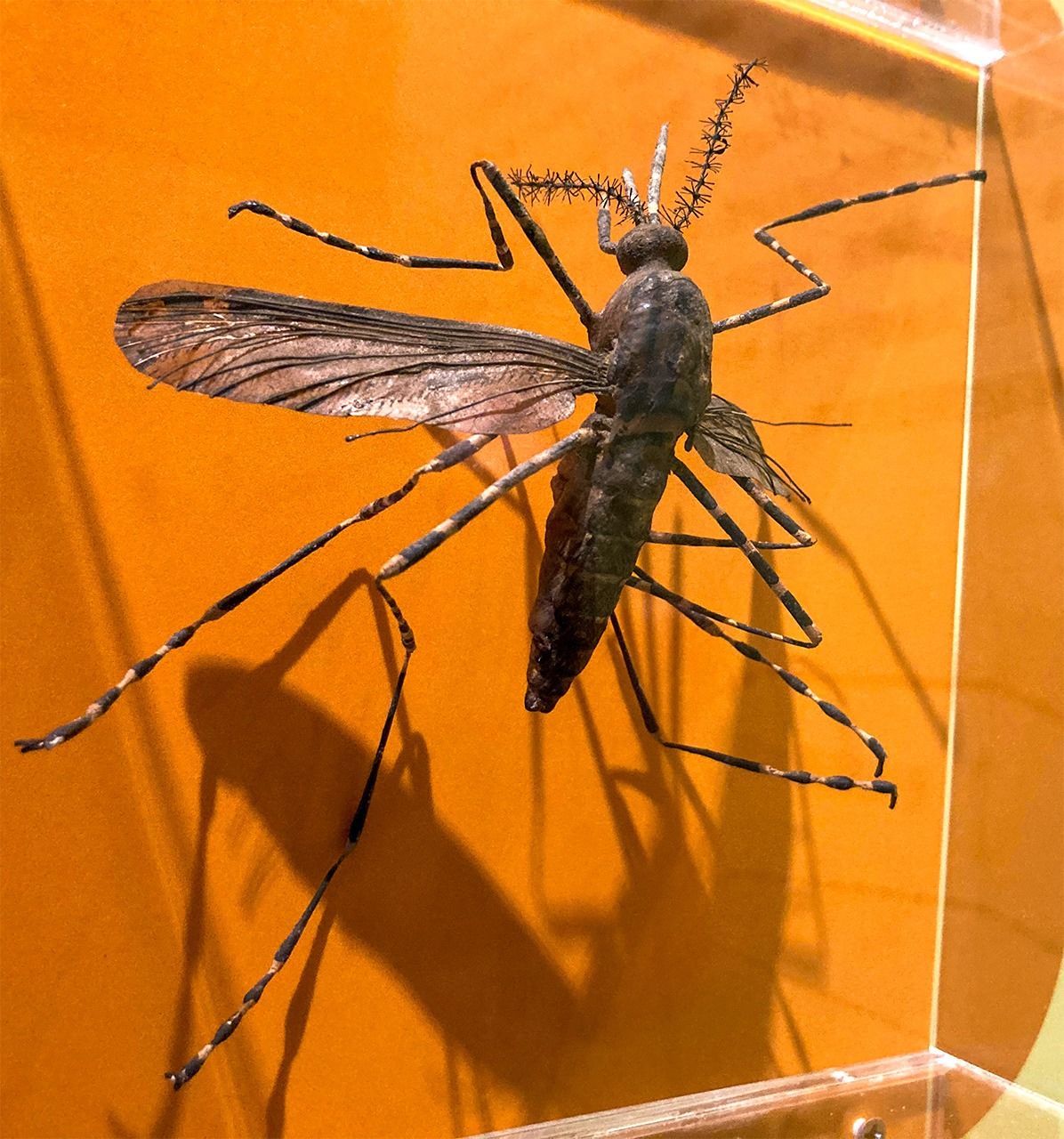 瘧蚊的精巧模型。國立臺灣大學醫學人文博物館（筆者拍攝）