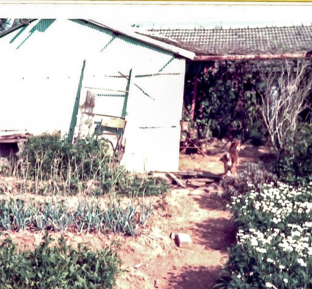 東海花園的農園，1973年3月（筆者攝影）