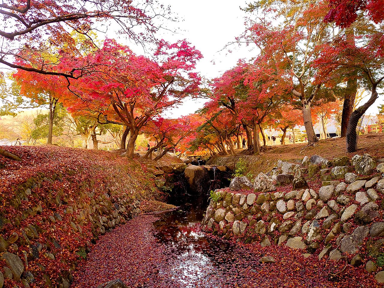 同一時期的奈良公園，這邊比較符合「飄搖楓落兮染唐紅」的景色