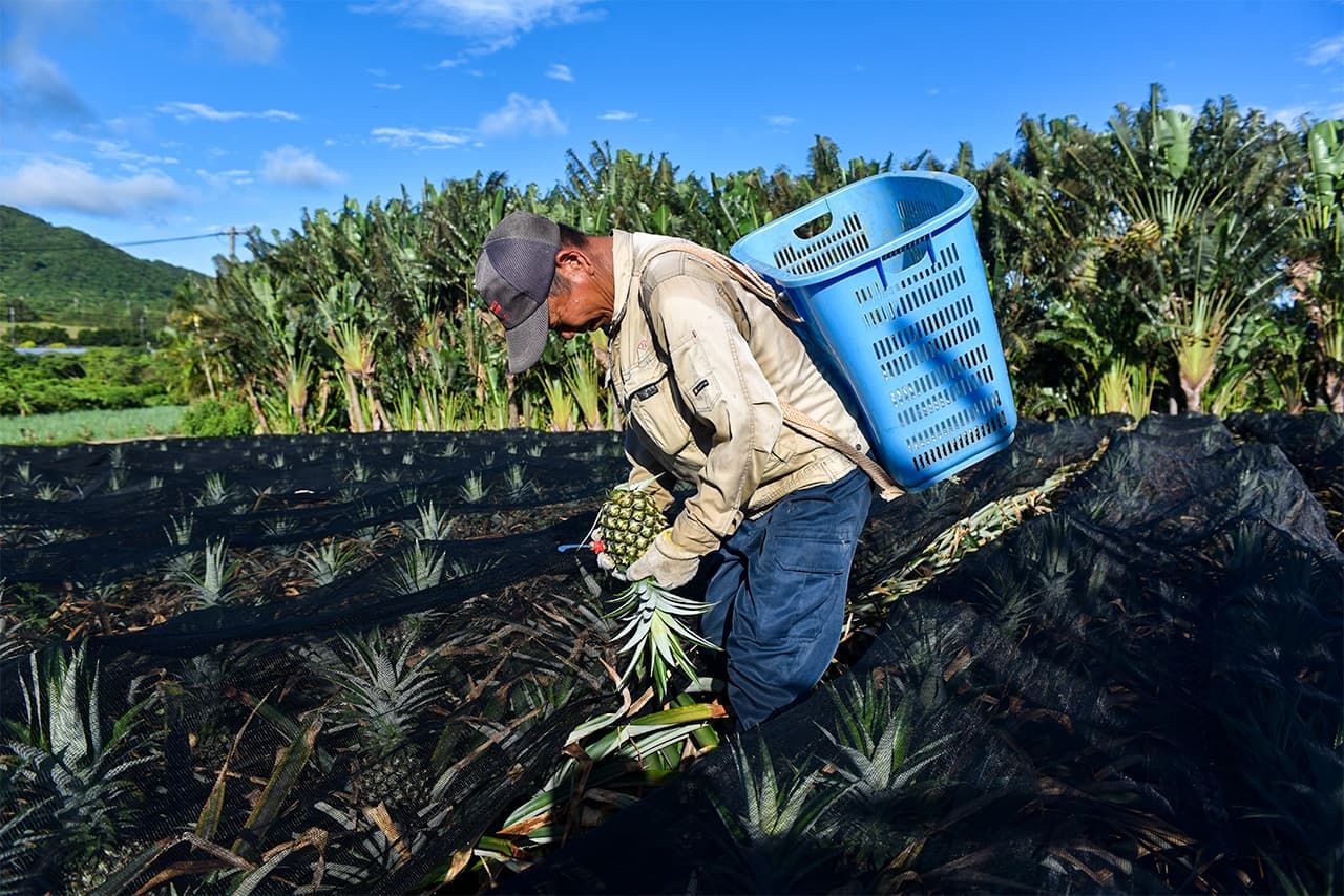 正在採收鳳梨的東金三先生=5月26日、石垣市內、作者拍攝
