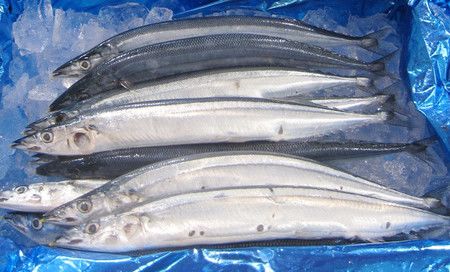 持續漁獲量不足的秋刀魚＝2021年8月、東京都江東區豐洲市場