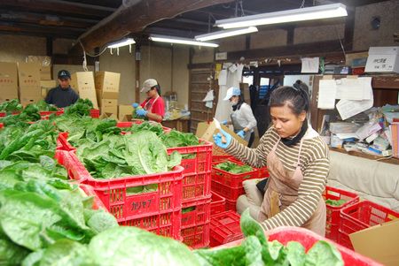 在農場作業的印尼籍技能實習生們＝2018年12月、香川縣觀音寺市