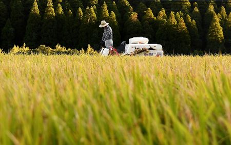 正在割稻的農家（AFP時事）