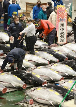 在首次拍賣前視察黑鮪魚品質的業者們＝5日早晨、東京都江東區豐洲市場