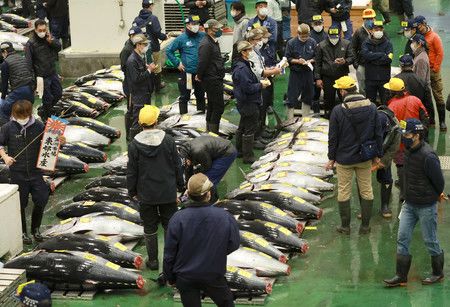 在豐洲市場舉辦的黑鮪魚首次拍賣＝5日早上、東京都江東區