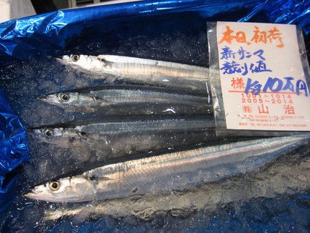 東京魚市場創下過去以來最高價格，一公斤10萬日圓高價的首次捕撈秋刀魚（16日上午、東京都江東區豐洲市場）