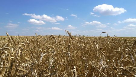 烏克蘭的小麥田＝2022年7月、馬里烏波里郊外（AFP時事）
