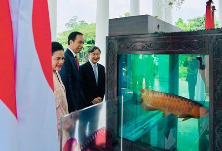 天皇陛下欣賞由印尼總統佐科威（中）贈送的龍魚之優雅泳姿＝19日、西爪哇州（印尼總統府提供）