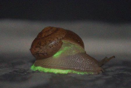 泰國發現的Phuphania屬發光綠色蝸牛（由不同亮度環境下拍攝照片所合成、中部大學的大場裕一教授所提供）