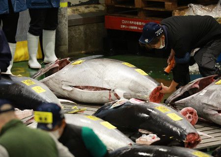 一條來自青森縣大間市的重達212公斤的黑鮪魚在東京豐洲市場的首次拍賣中以3604萬日圓的價格成交，創下了今年的最高價格。 每公斤價格為17萬日圓＝1月5日、東京都江東區