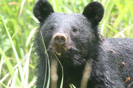 亞洲黑熊將考慮列入「指定管理野生動物」名單（環境省提供）