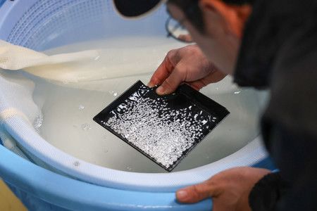 釀酒師(藏人)檢查米的狀況,以確保水分含量適合釀造清酒=11月21日、神奈川縣海老名市泉橋酒造