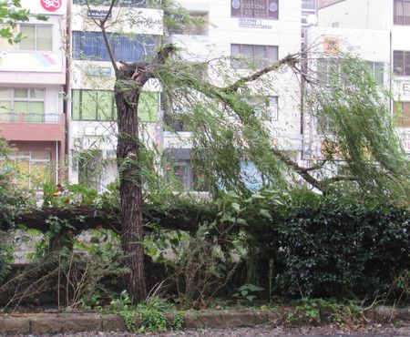 受到颱風海神強風吹倒的路樹＝7日下午、長崎市