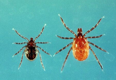 蜱蟲(北海道立衛生研究所提供)