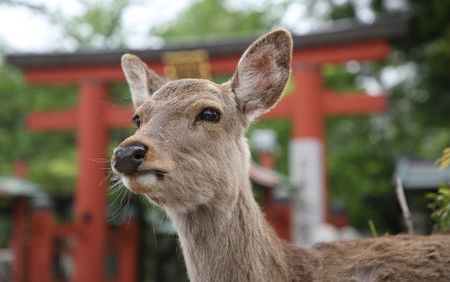 奈良公園的鹿＝奈良市