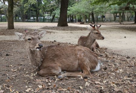 奈良公園的鹿＝奈良市