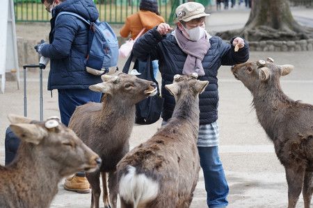 在奈良公園內，鹿群們圍繞著購買鹿仙貝的觀光客＝奈良市