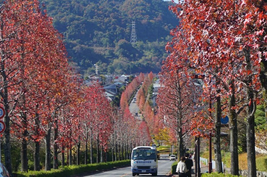持續綿延不絕的楓葉樹木道路上，不少行人停留腳步眺望著遠方美景＝14日中午左右、位於京都市西京區