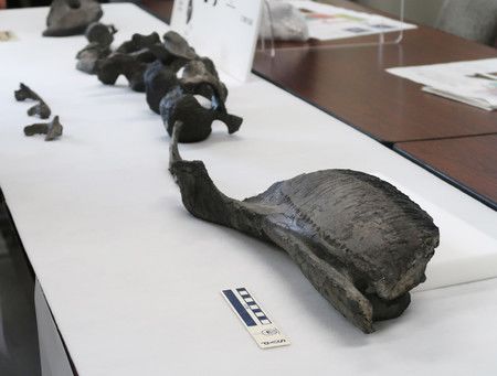 在淡路島發現的新品種恐龍Yamatosaurus化石。前方是下顎骨頭一部份＝26日下午、於兵庫縣廳