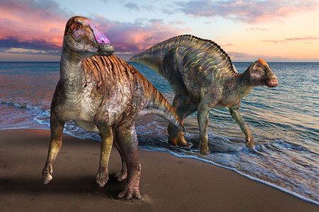 在淡路島發現的新品種恐龍Yamatosaurus復原圖象（左）。右邊為同個時代在北海道棲息的神威龍屬（Ｃ）服部雅人（兵庫縣立人與自然博物館提供）
