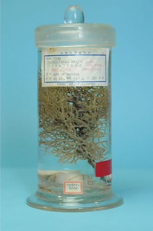 昭和天皇所發現到的新品種，現藏在國立科學博物館的水螅蟲類「Hydractinia bayeri」液態標本（該館提供）