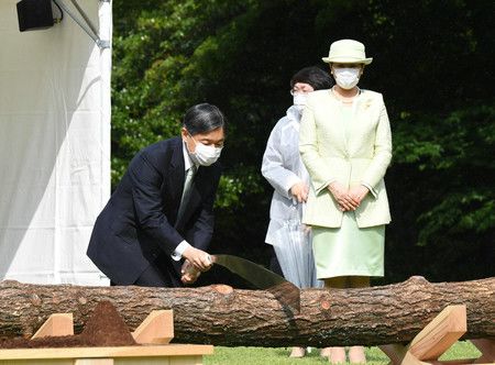 第71回全國植樹祭中，親自收穫黑松木的天皇陛下＝30日下午、於東京都港區的赤坂御用地（媒體代表攝影）