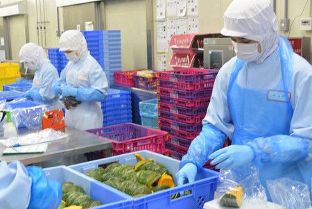 在食品加工工廠作業的越南人技能實習生＝2018年8月、埼玉縣加須市