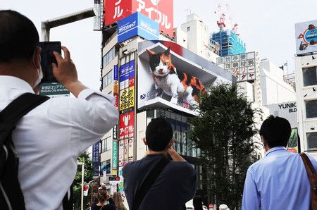 JR新宿車站東口前的街頭大螢幕上映照出的巨大三色貓3D影像＝12日上午、東京・新宿