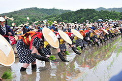 壬生（みぶ）の花田植