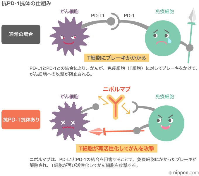 脚光を浴びる新たな がん免疫療法 小野薬品のオプジーボ 京都大学 本庶佑研究室が開発をけん引 Nippon Com