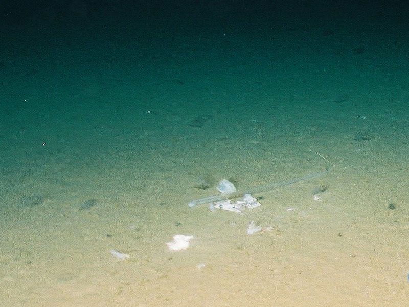 深海1万メートルにポリ袋：深刻化するプラスチックごみ汚染