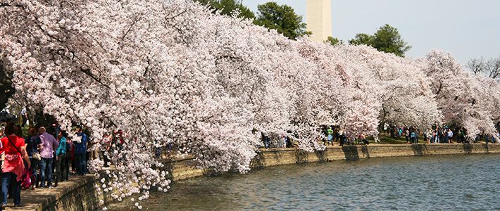 ポトマックの桜 日米交流史 の象徴 Nippon Com