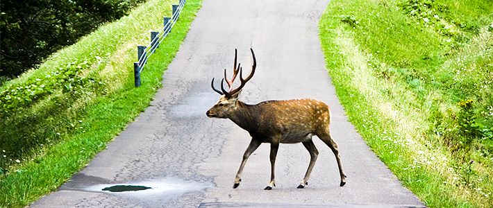 野生動物の反乱 上 Nippon Com