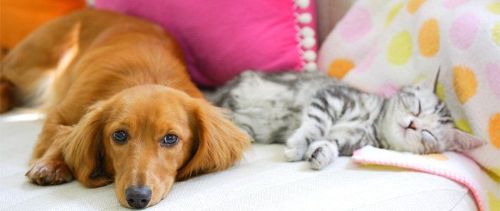 散歩が負担 ペット飼育 猫が犬を上回る 代 30代は毎日散歩させる人が2割未満 Nippon Com