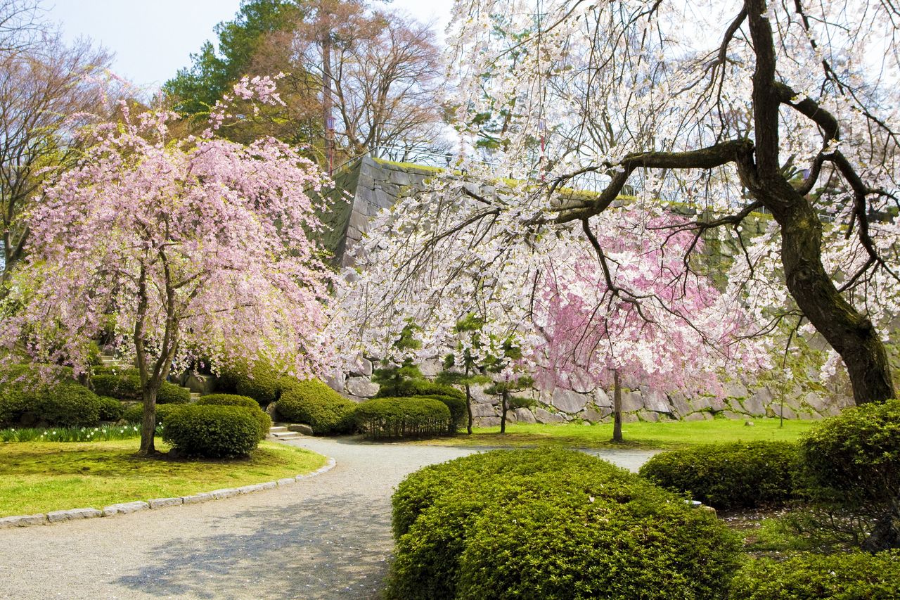 石垣を背景に咲くしだれ梅 写真提供:(公財)岩手県観光協会