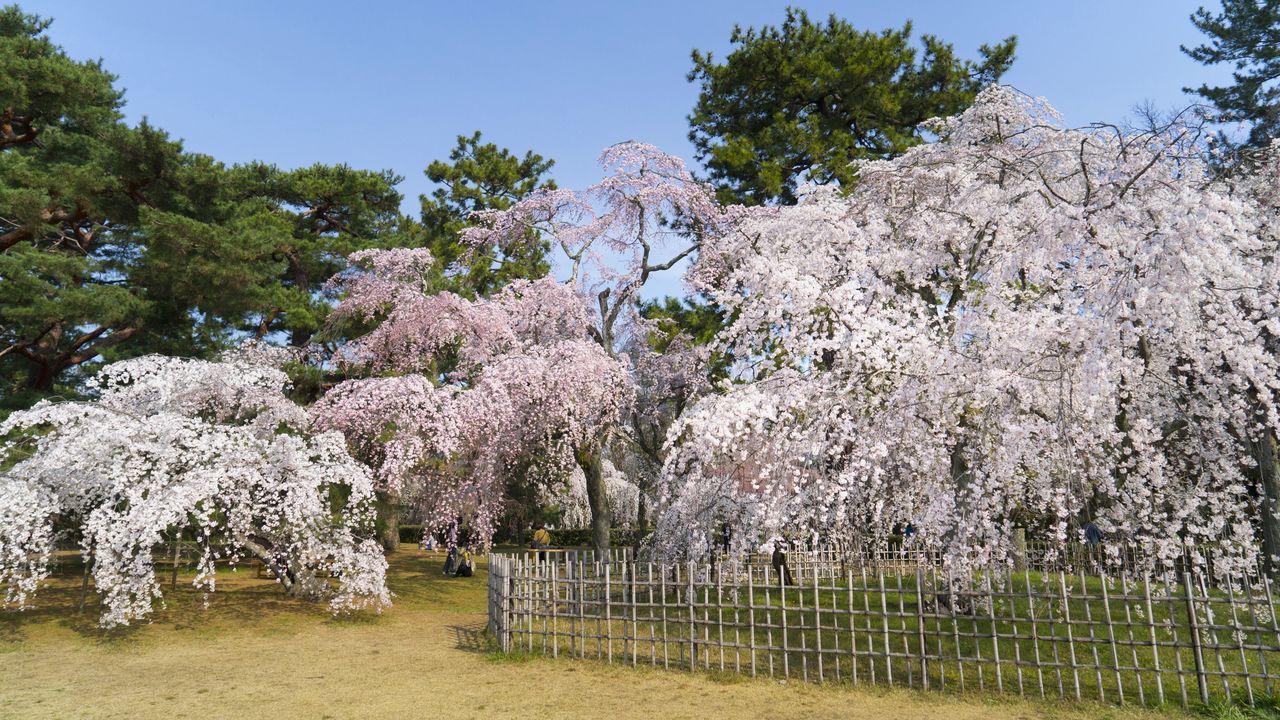 京都御苑 散策で風雅な桜たちをめでる 京都 桜の名所巡り Nippon Com