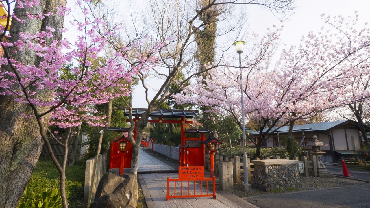 桜の宮 と呼ばれたパワースポット 車折神社 京都 桜の名所巡り Nippon Com