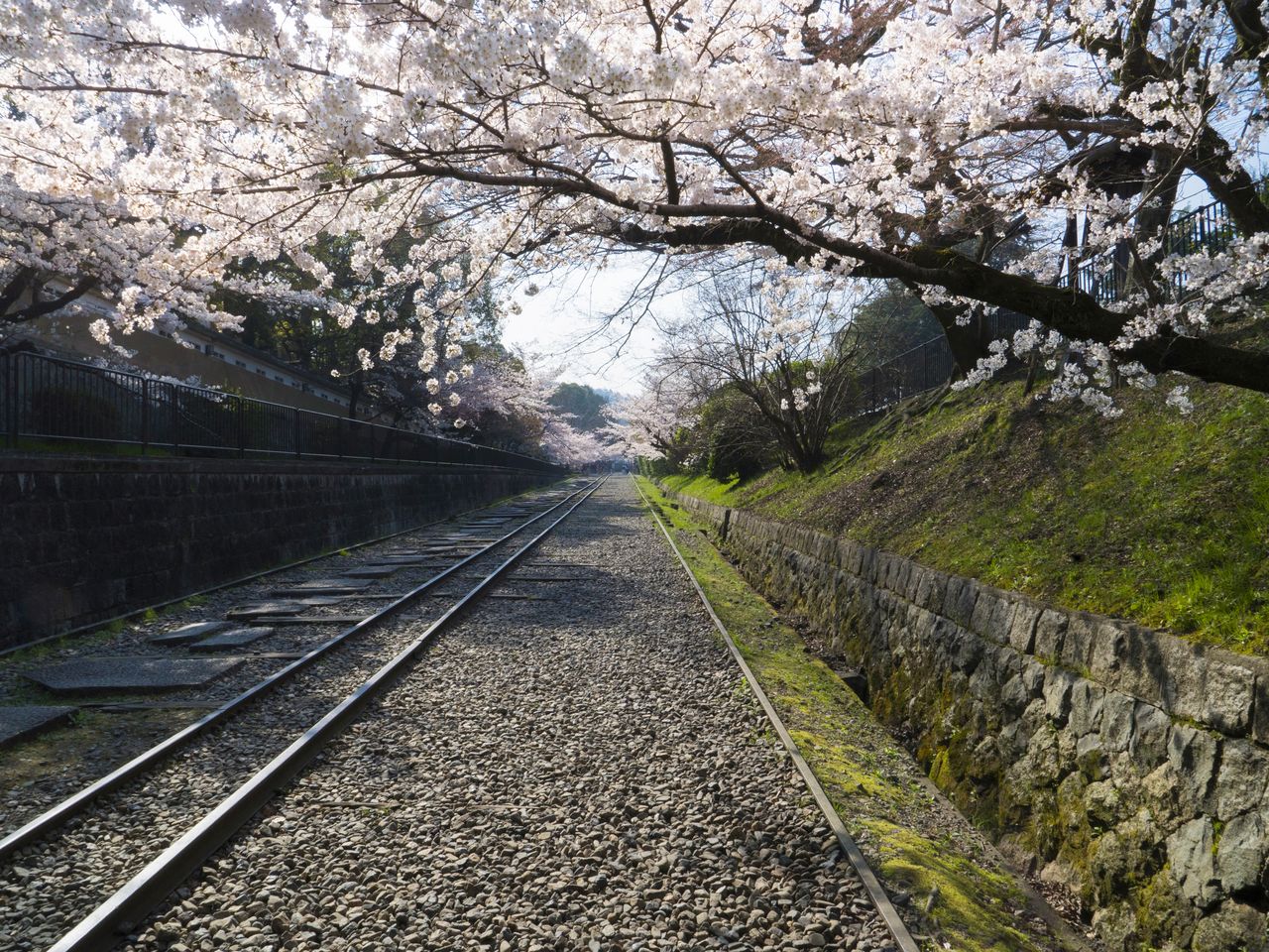 桜のトンネルを通る廃線路