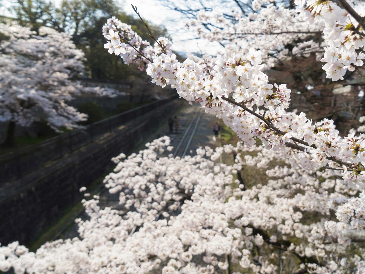 美しく咲き誇るソメイヨシノは4月上旬に見頃となる