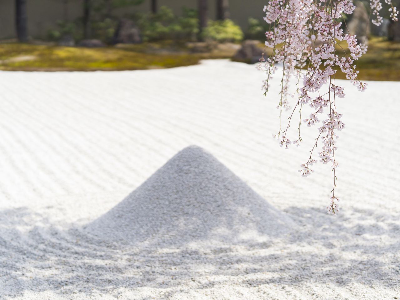 水の流れや山などを砂や石で表現する枯山水に、桜の花が彩りを添える
