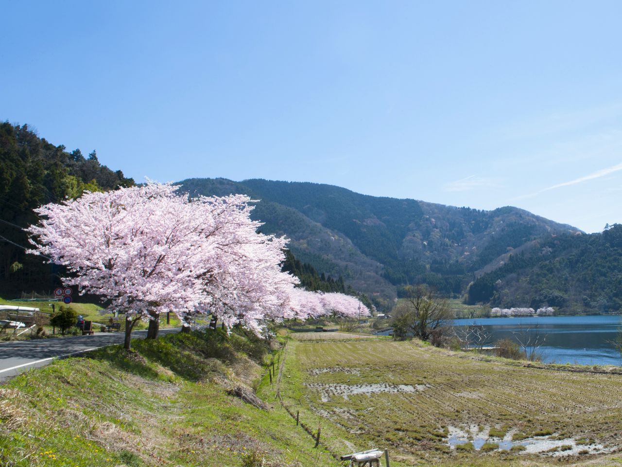 滋賀 海津大崎 琵琶湖北岸を薄紅色に飾る約4キロの桜並木 Nippon Com