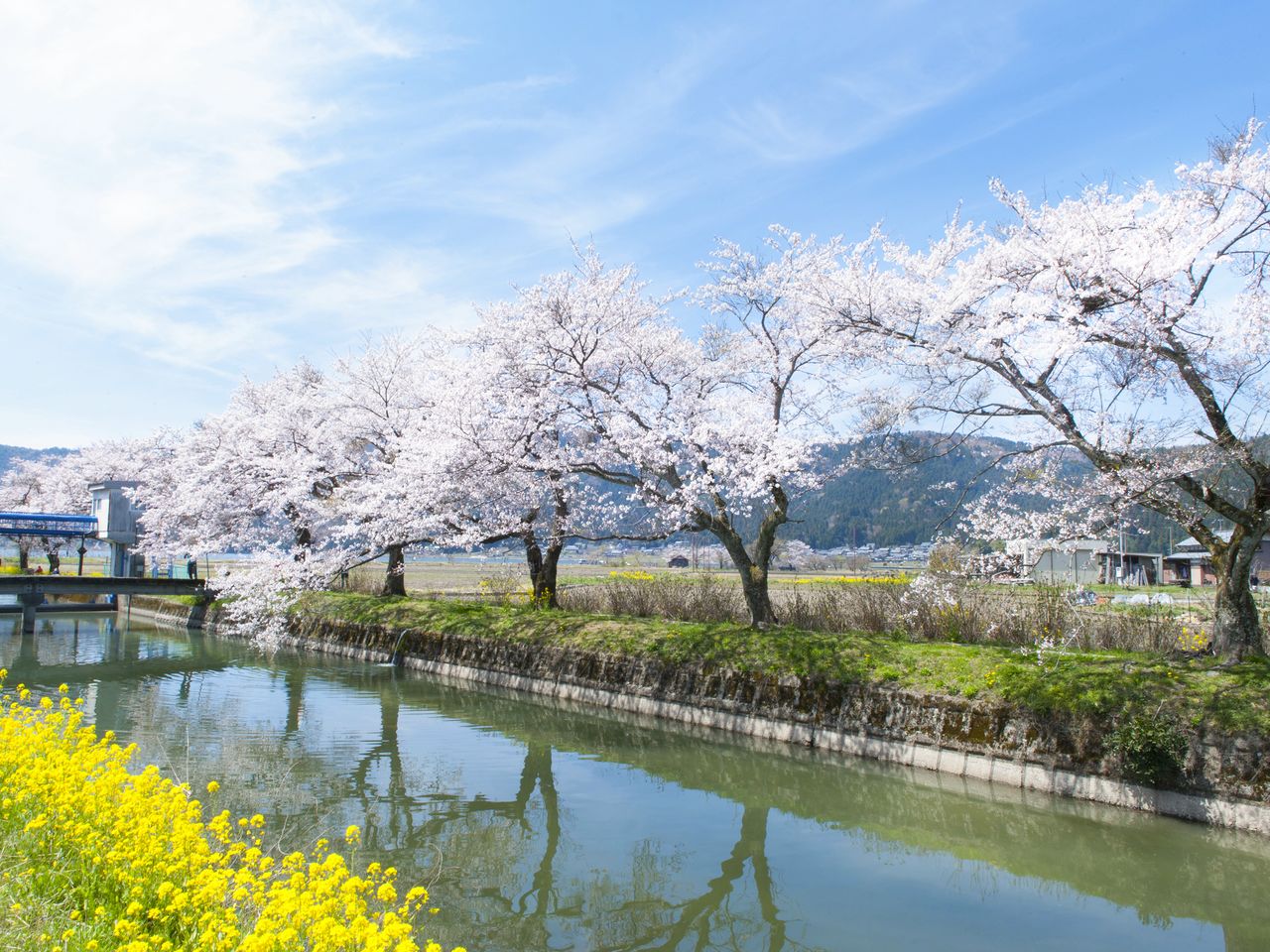 滋賀 海津大崎 琵琶湖北岸を薄紅色に飾る約4キロの桜並木 Nippon Com