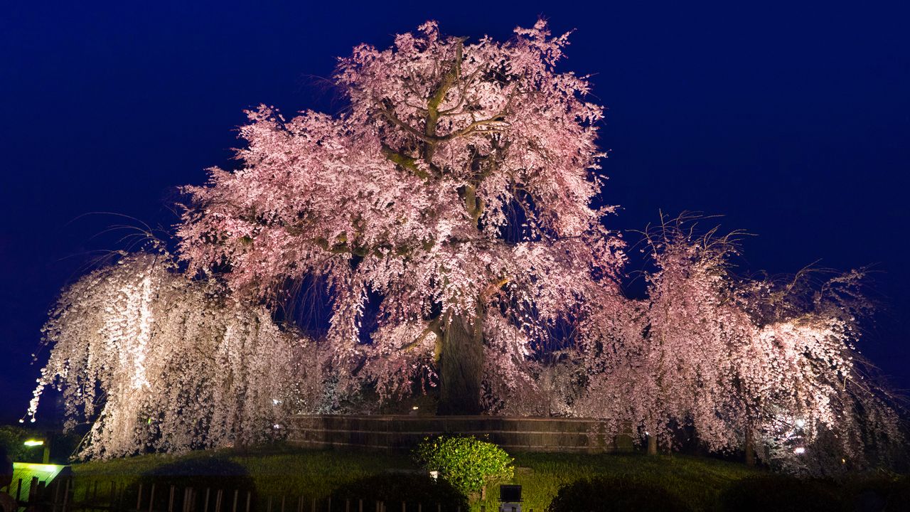 華麗な 祇園の夜桜 で有名な 円山公園 京都 桜の名所巡り Nippon Com